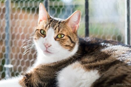 Adopter Simba