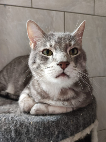 Adopter Simba