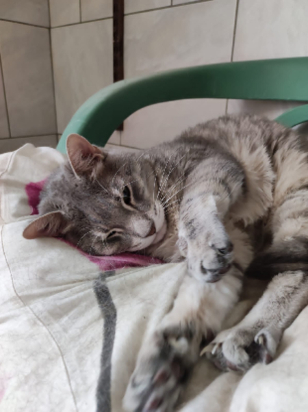 Adopter Simba