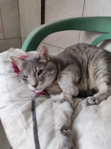 Adopter Simba