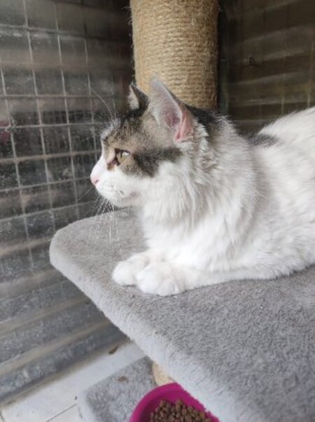 Adopter Siwa