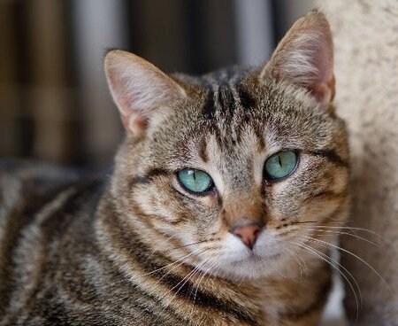 Adopter Skippy