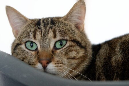 Adopter Skippy
