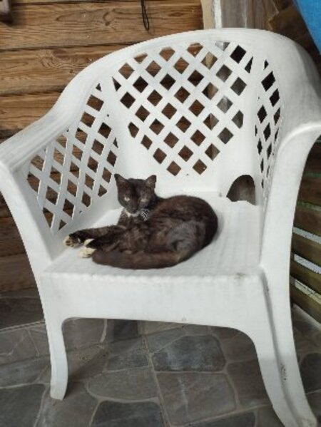Adopter Smoking