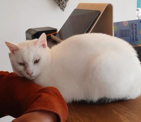 Adopter Soft