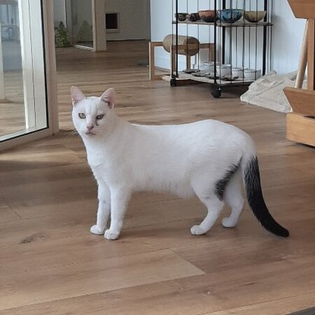 Adopter Soft