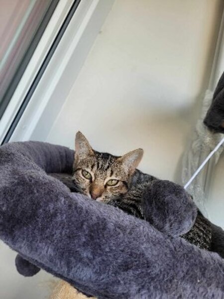 Adopter Soly