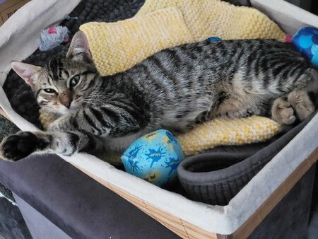 Adopter Soly