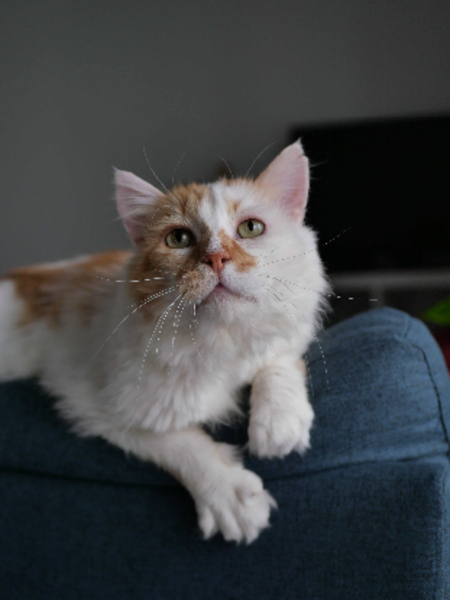 Adopter Spéculos