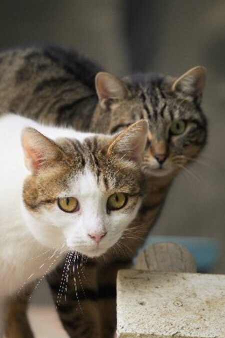 Adopter Spirou