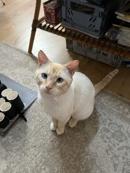 Adopter Spyk