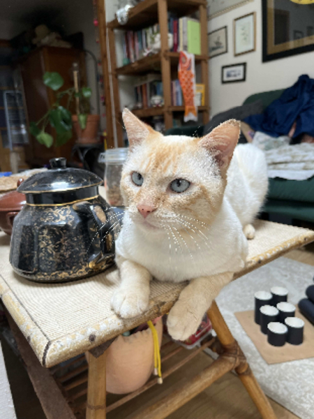 Adopter Spyk