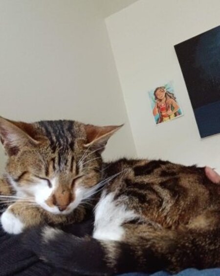 Adopter St brice