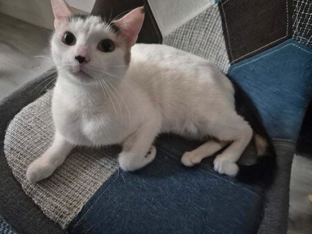 Adopter Stitch
