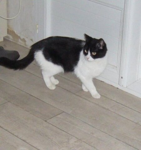 Adopter Sucrette
