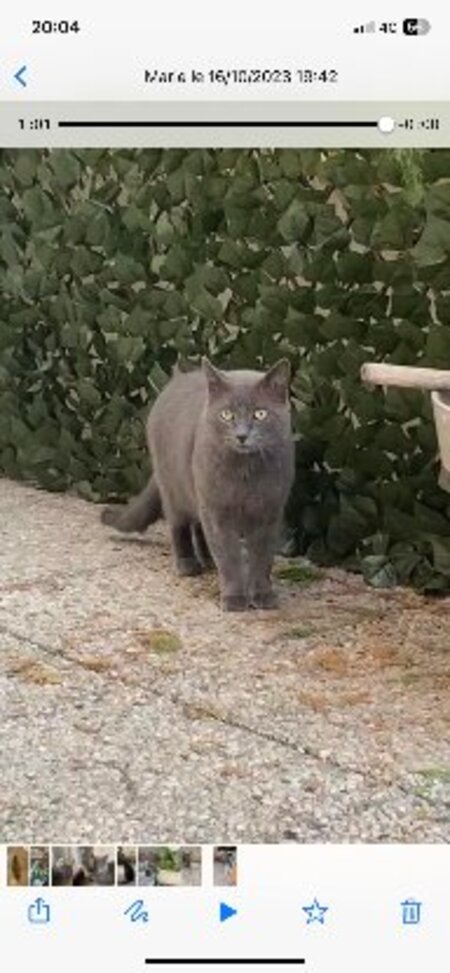 Adopter Sultan fiv +