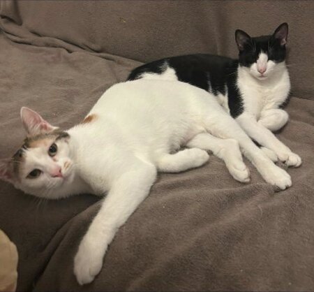 Adopter Summer & spring