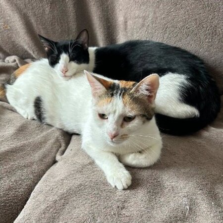 Adopter Summer & spring
