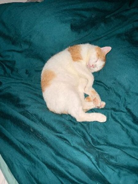 Adopter Sunny