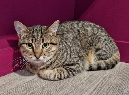 Adopter Suroit