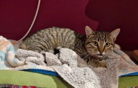 Adopter Suroit