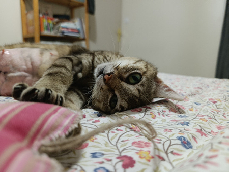 Adopter Sweetie