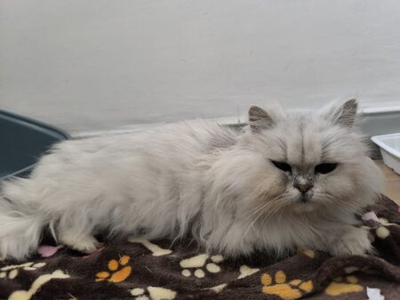 Adopter Sweety