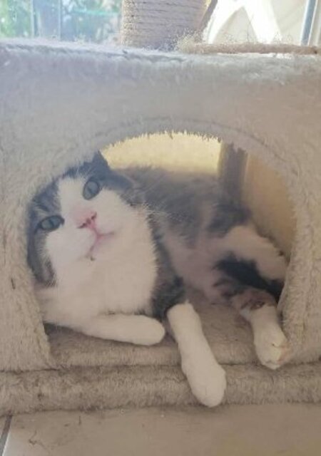 Adopter Sylvestre