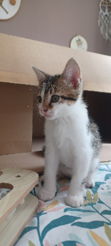 Adopter Tabasco