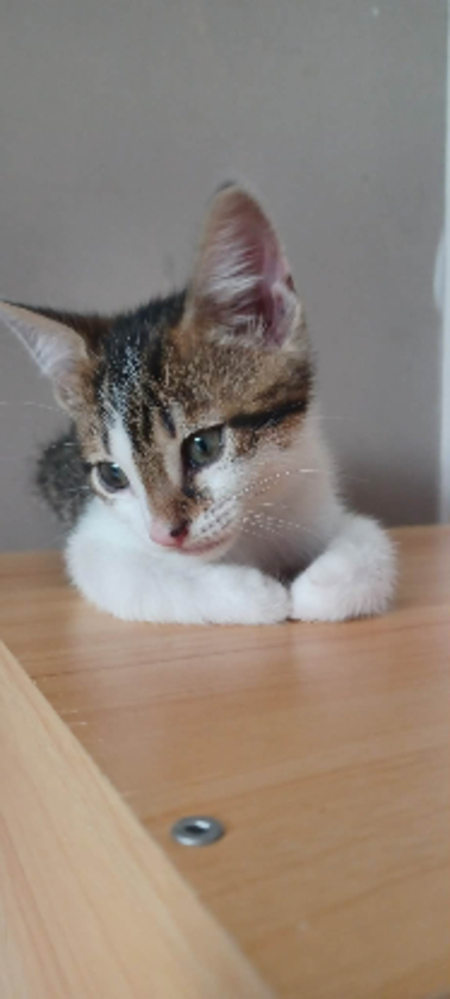 Adopter Tabasco