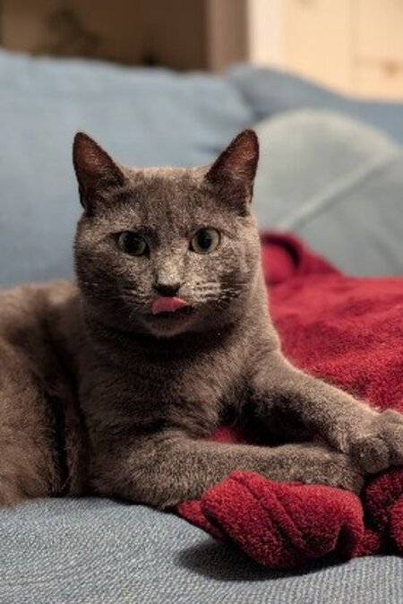 Adopter Tael