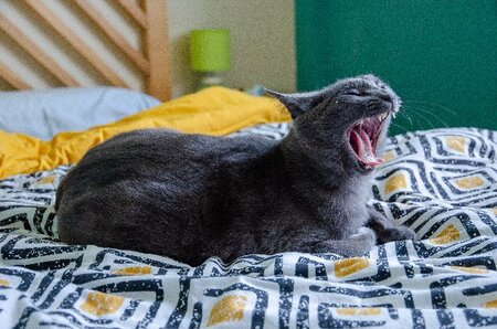 Adopter Tael
