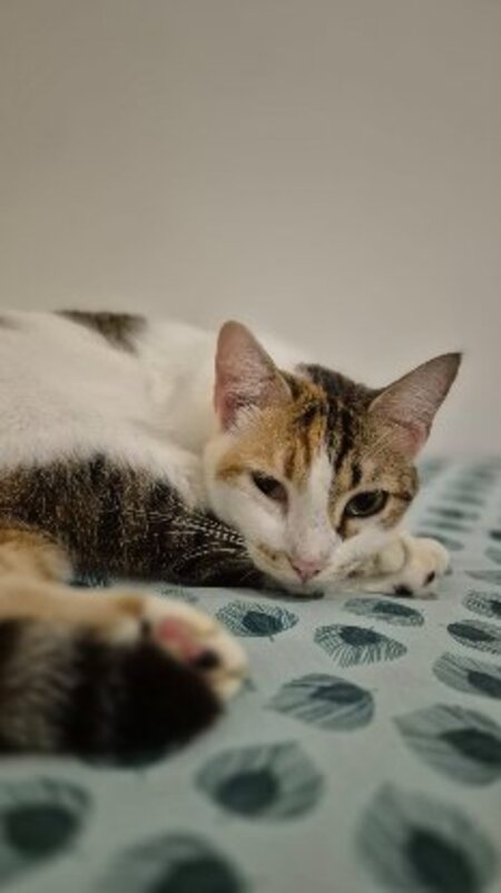 Adopter Tagada