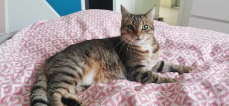 Adopter Tagada