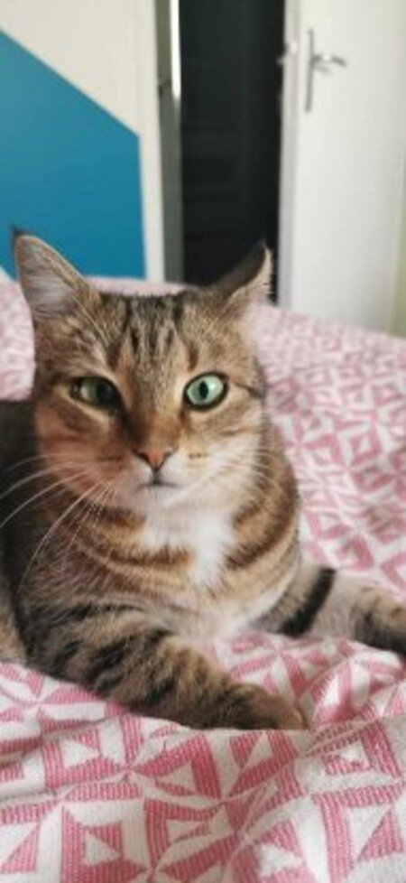 Adopter Tagada