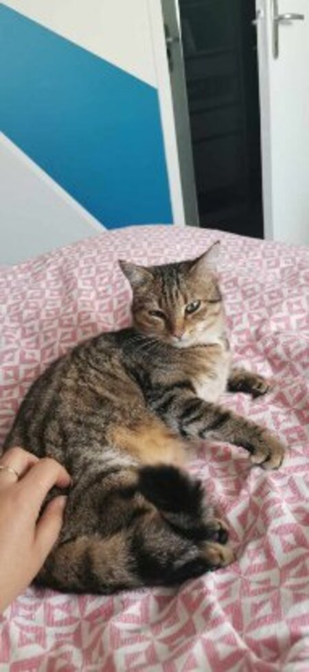 Adopter Tagada