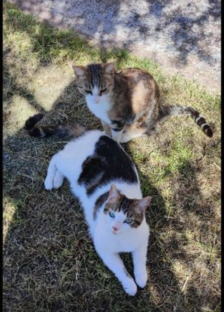 Adopter Tango et tao