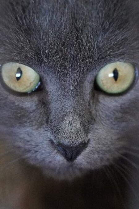 Adopter Taya