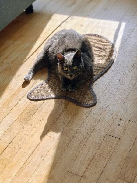 Adopter Taya