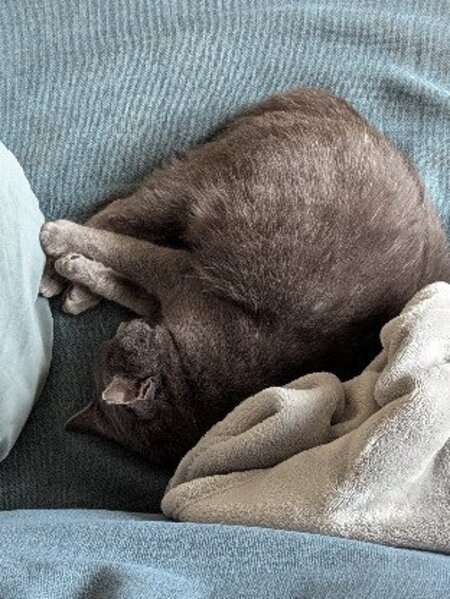 Adopter Taya