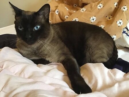 Adopter Tchan