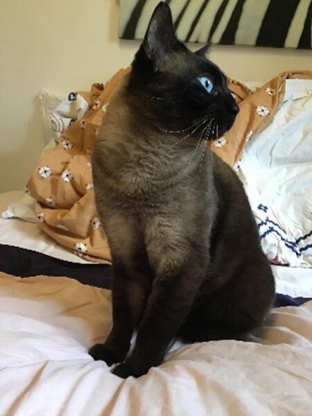 Adopter Tchan