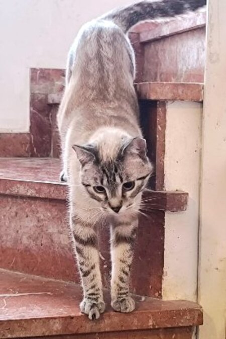 Adopter Ted