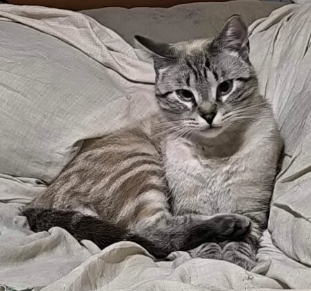Adopter Ted