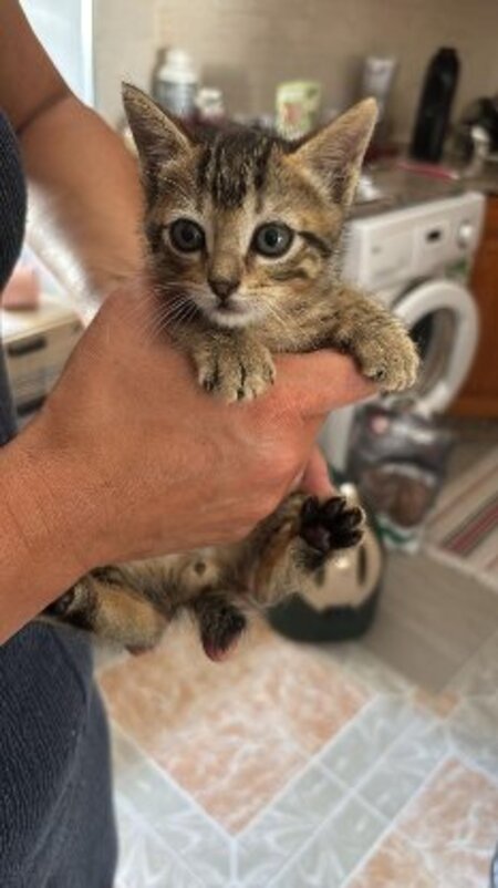Adopter Tedy