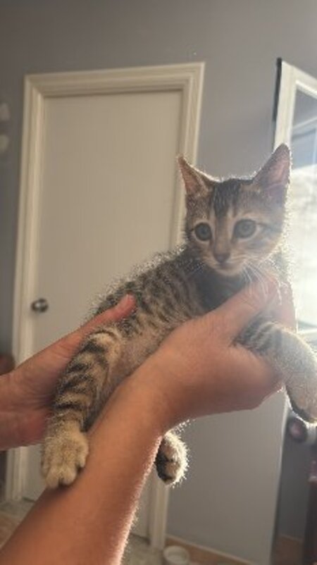 Adopter Tedy