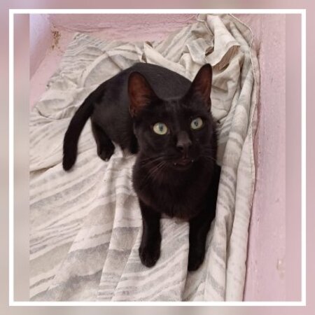 Adopter Tejo
