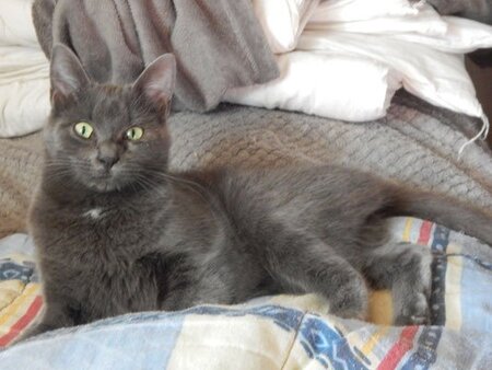 Adopter Telly