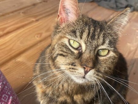Adopter Tequila