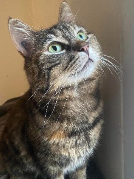 Adopter Tequila